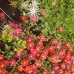 Delosperma Orange/Pink/Red/Yellow x 1 Plants Hardy Succulent flowering Groundcover Pig Face Rockery Shrubs Pigface Succulents Hanging Basket 